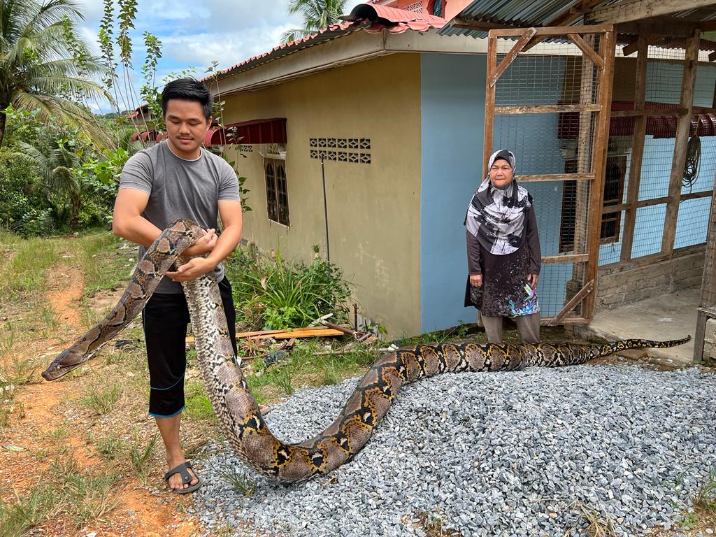 Keluarga Bela Ular Sawa Batik Seberat 100 Kg Kosmo Digital 9679