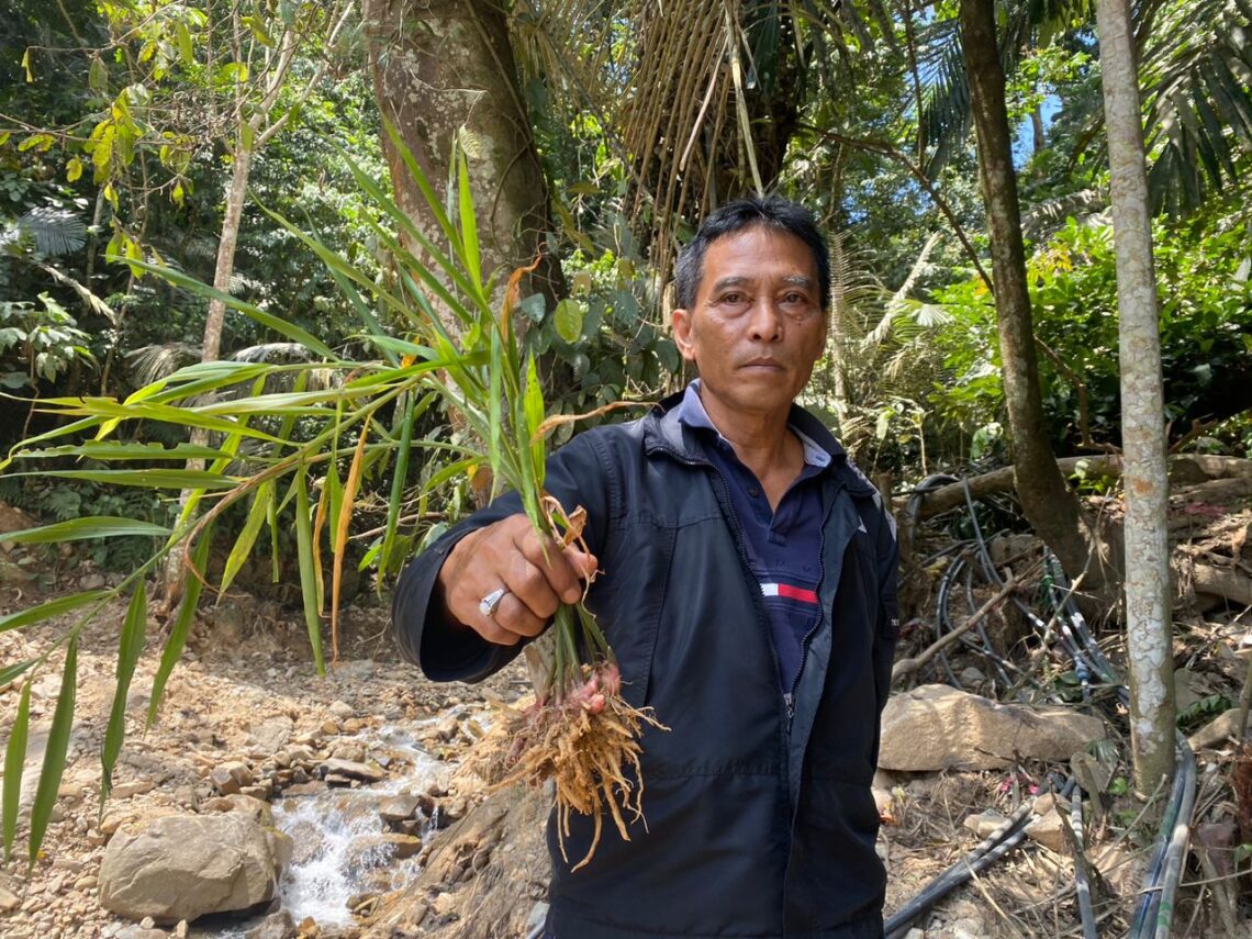 Dua Hektar Kebun Halia Bentong Haram Dimusnahkan Kosmo Digital