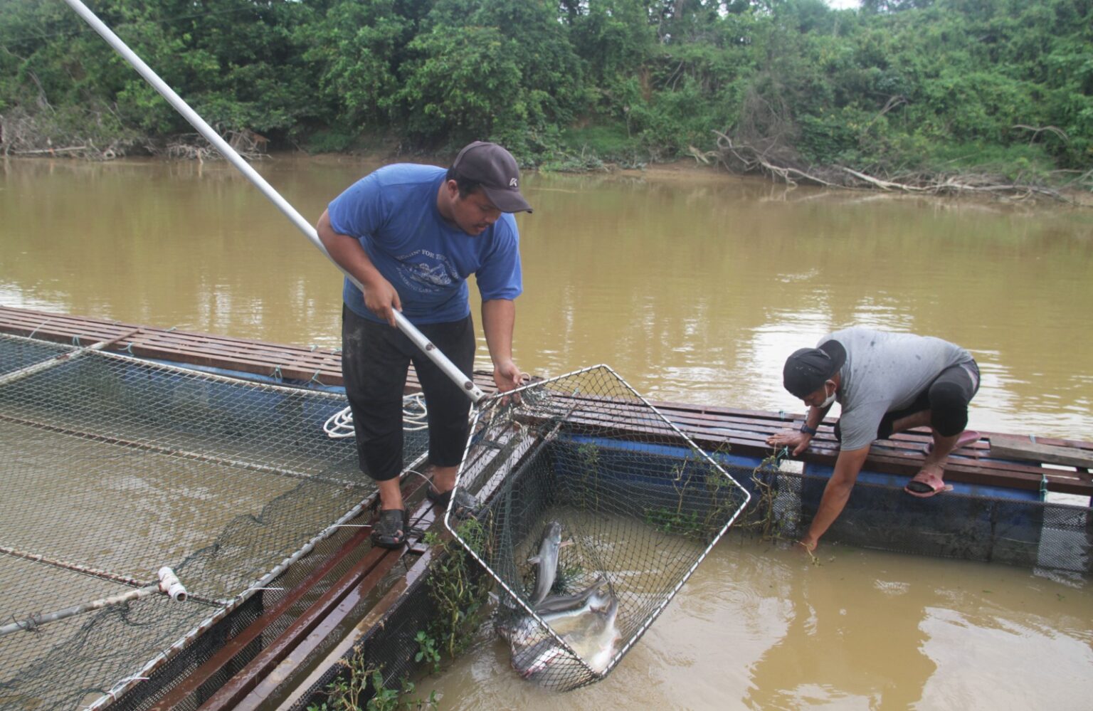 Benih Patin Terjejas Sebab Cuaca Panas El Nino Kosmo Digital