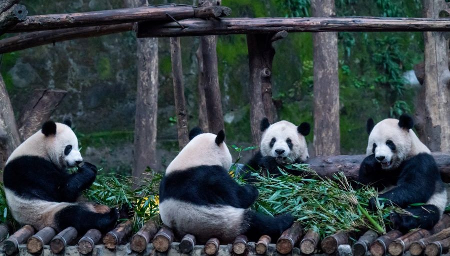 Panda ‘mengamuk’ serang penjaga zoo