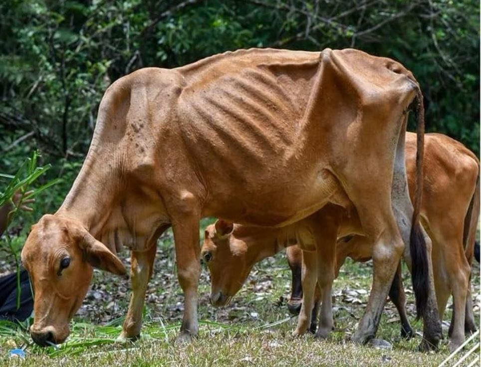 Tidak sah ibadah korban jika sembelih lembu kurus kering