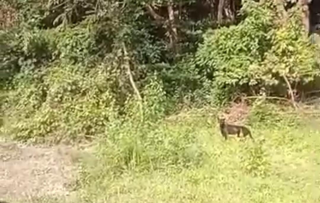 Lagi kelibat harimau kumbang dirakam di Sri Menanti