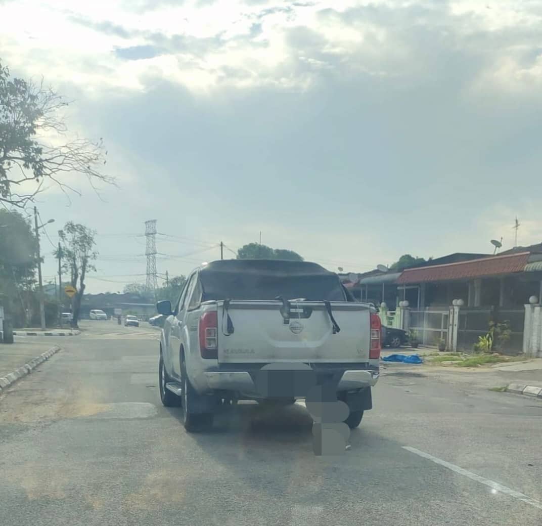 ‘Hari Kucing Sedunia dicemari gambar macam ini’