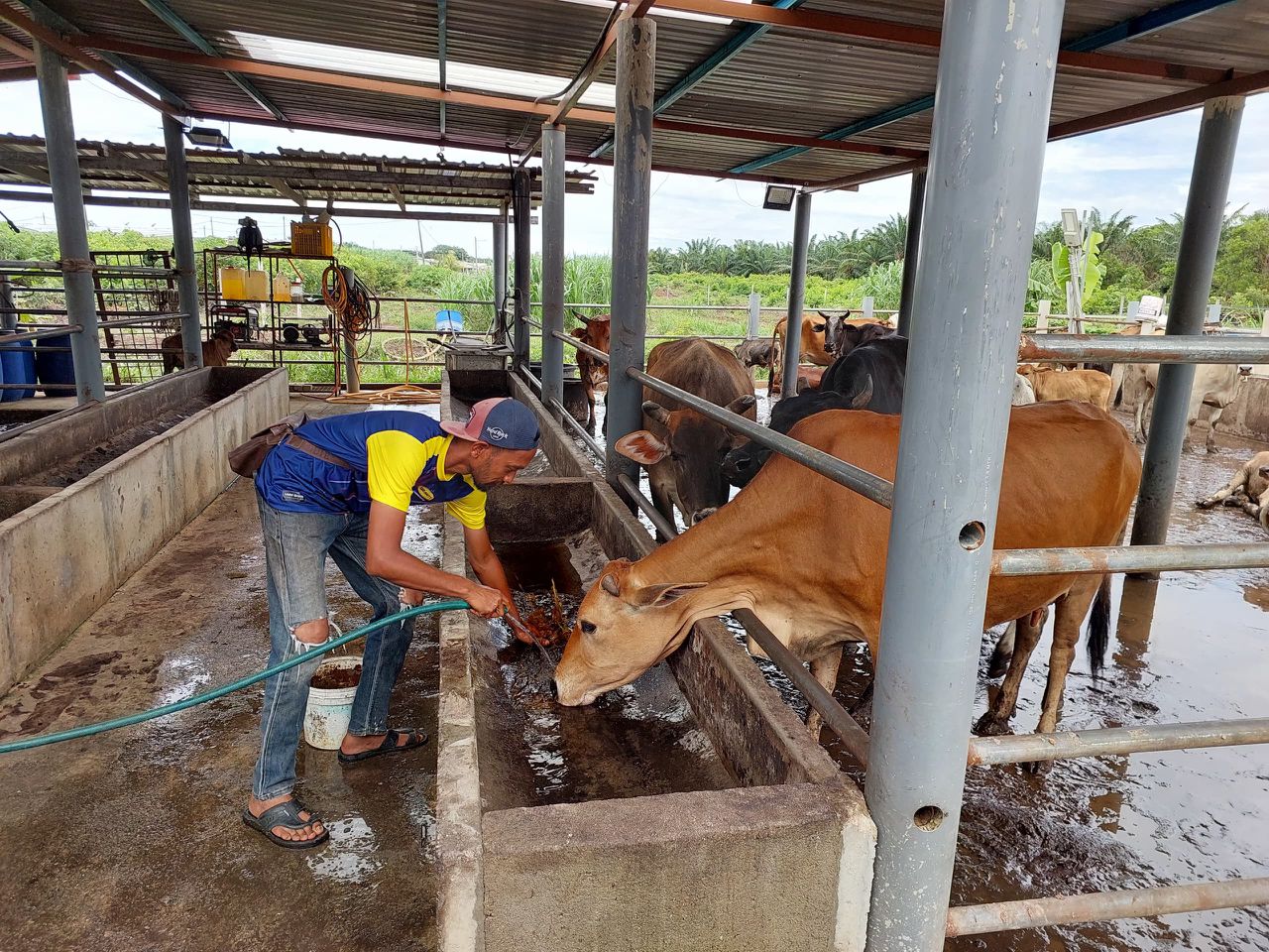 70 ekor lembu berenang dalam banjir di Jasin