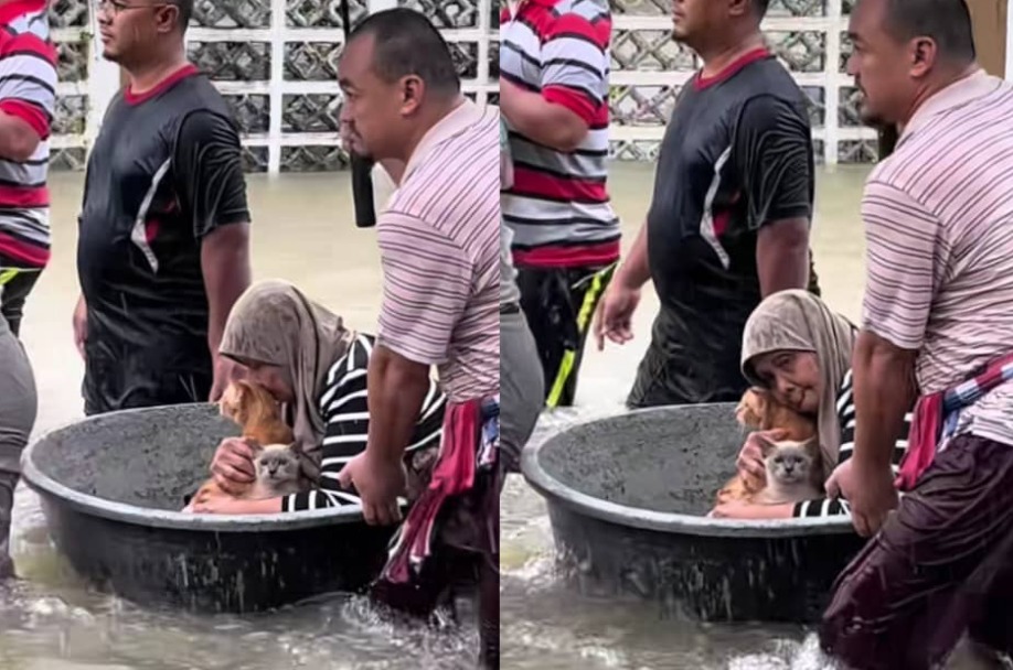 [VIDEO] ‘Hebatnya, tetap jaga kucing-kucingnya walaupun sendiri tak larat’