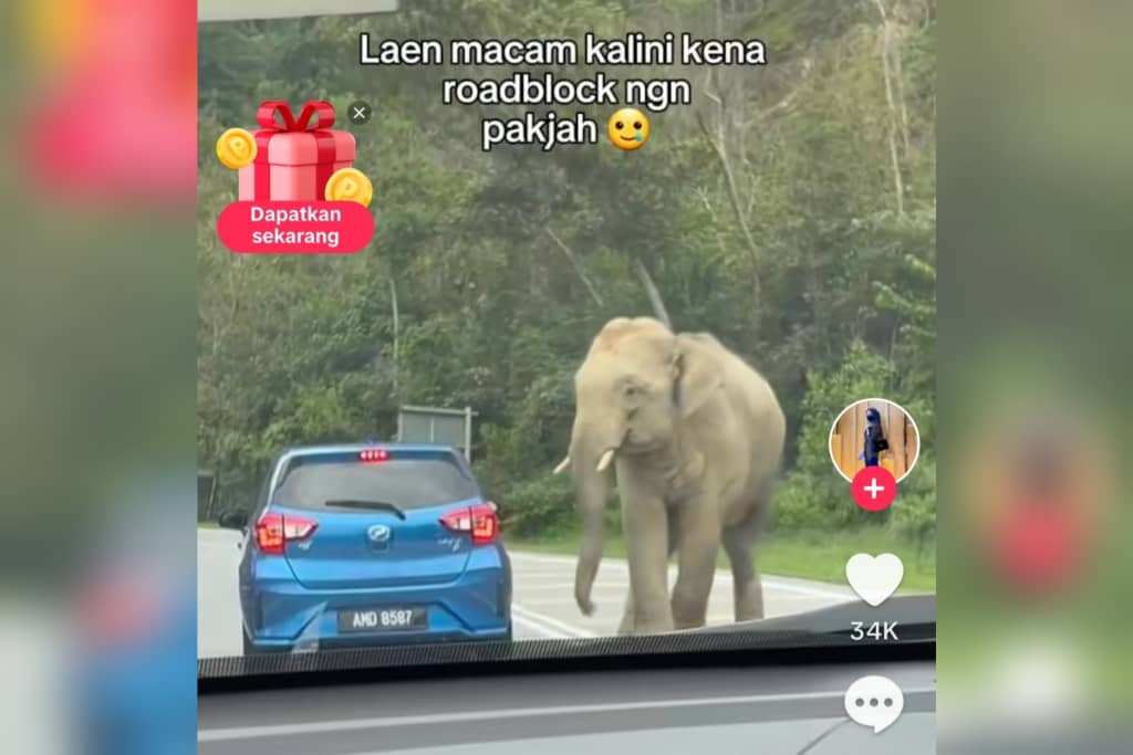 [VIDEO] Terkedu apabila Pak Belalai buat ‘road block’