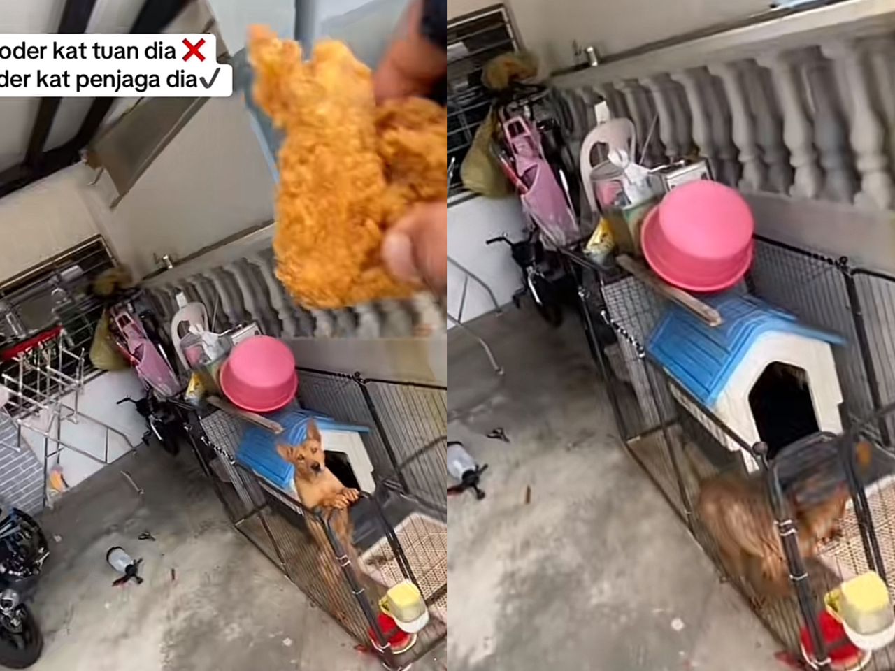 [VIDEO] Anjing pun pandai pesan ‘online food’