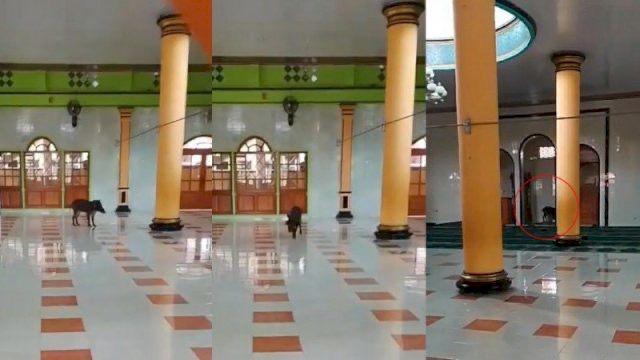 Gempar babi hutan ‘ceroboh’ masjid 