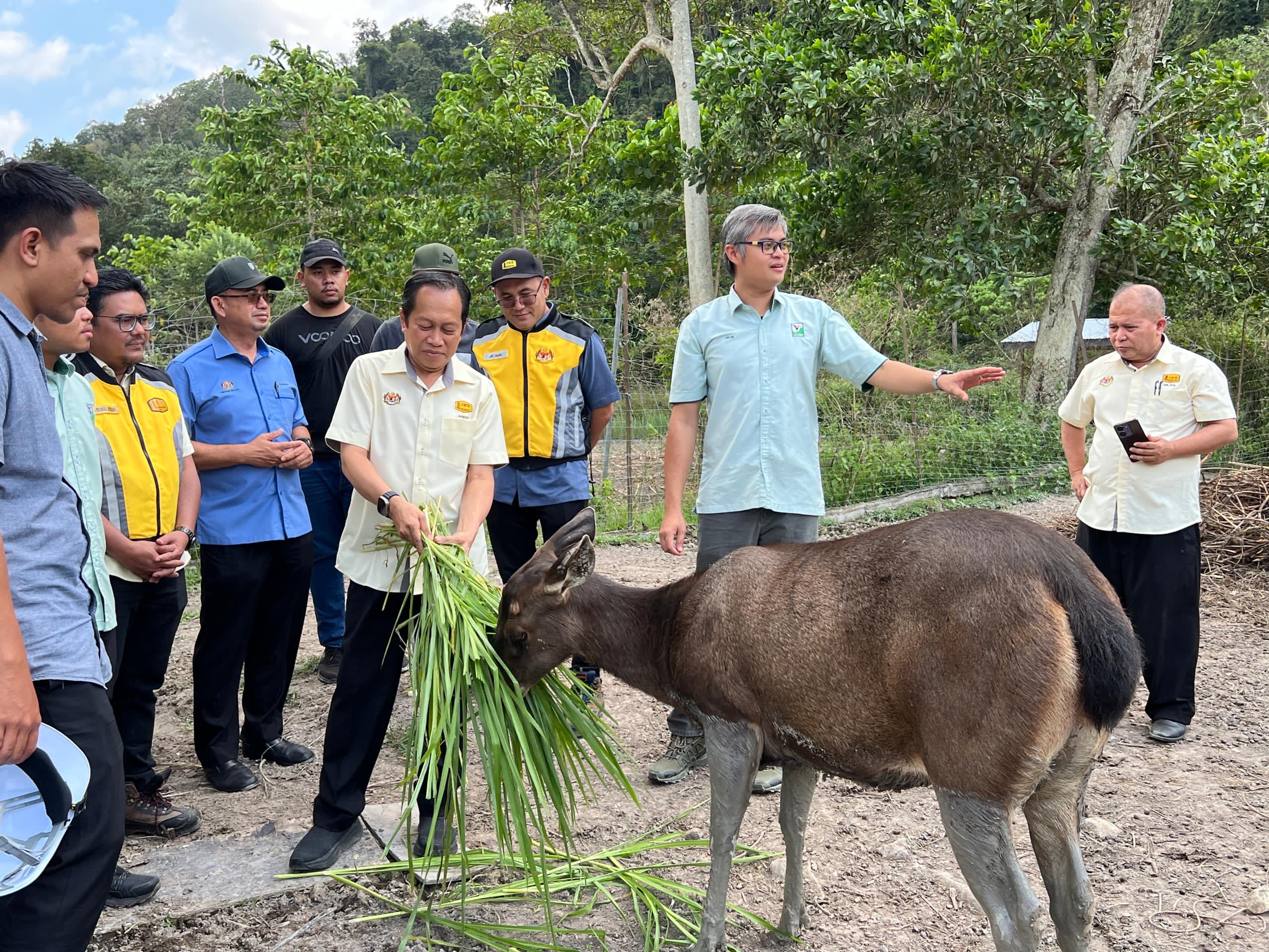 Ternakan rusa sambar elak harimau masuk kampung