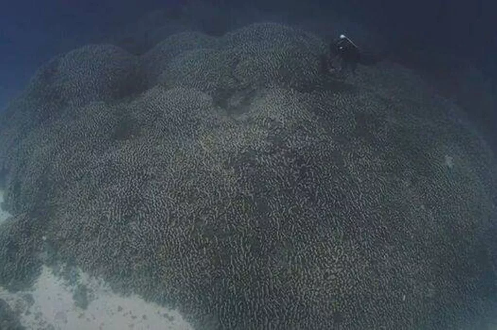 Batu karang terbesar boleh dilihat dari angkasa