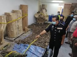 Polis rampas kayu gaharu RM2 juta - Kosmo Digital