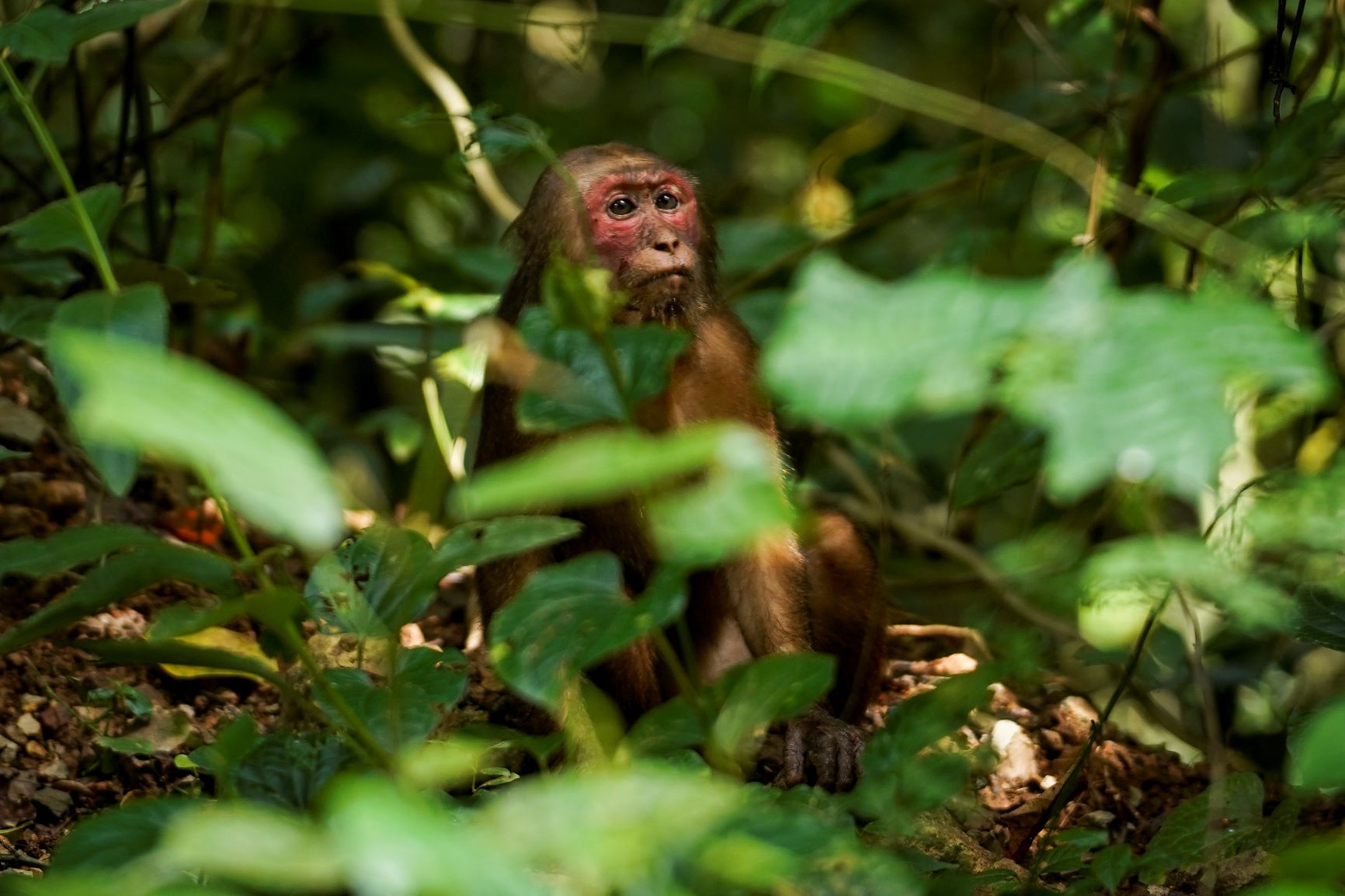 Лесные люди выставка. Зеленая обезьяна с красной. Macaca arctoides. Лютипон макака. Солнцеголовый макака.