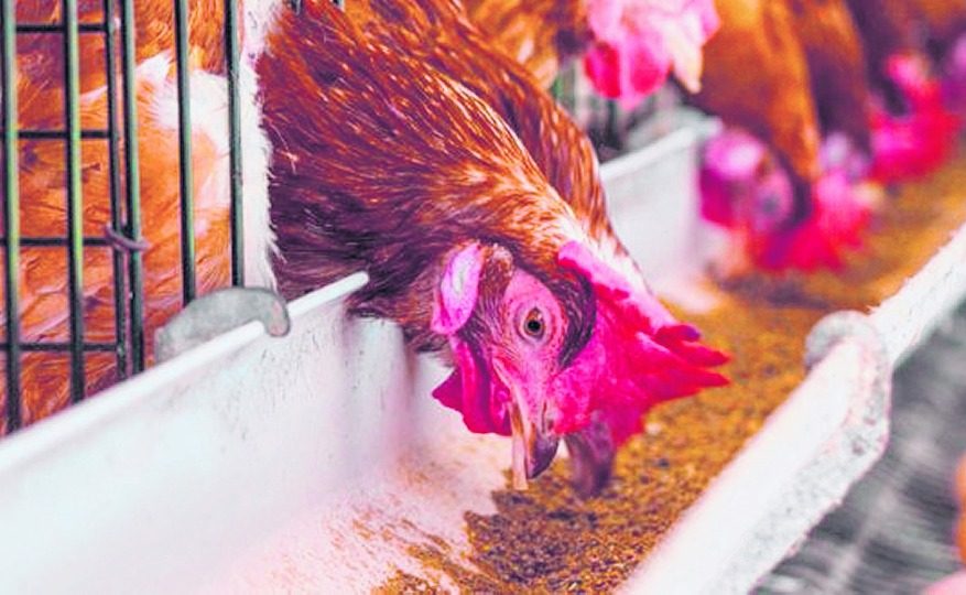 Kilang ayam utama tutup di Melaka, bekalan mencukupi ...