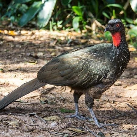 Kopi najis burung jacu bernilai tinggi - Kosmo Digital