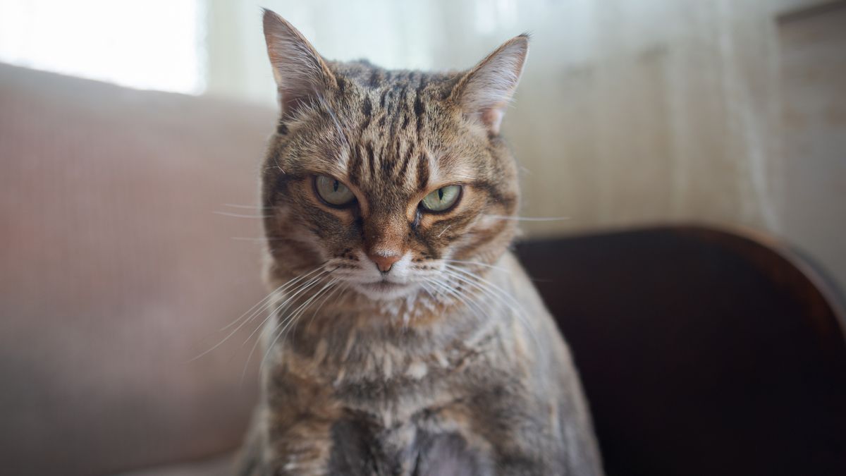 Kucing tertekan tuan sentiasa berada di rumah ketika pandemik 