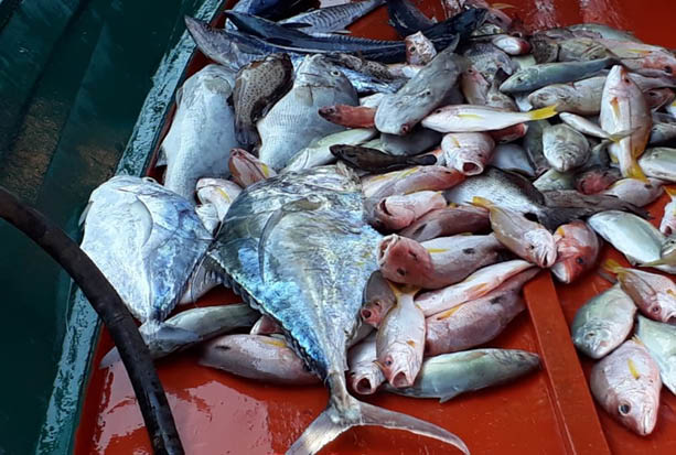 Ikan Besar Ganas Perairan Terengganu Jadi Buruan Kosmo Digital