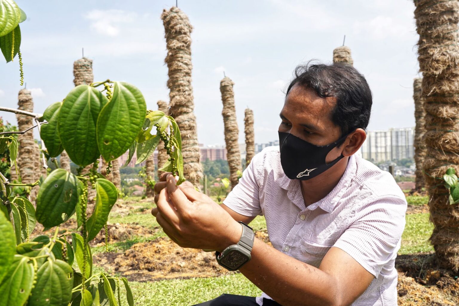 Nafas Baharu Taman Warisan Pertanian Di Putrajaya Kosmo Digital