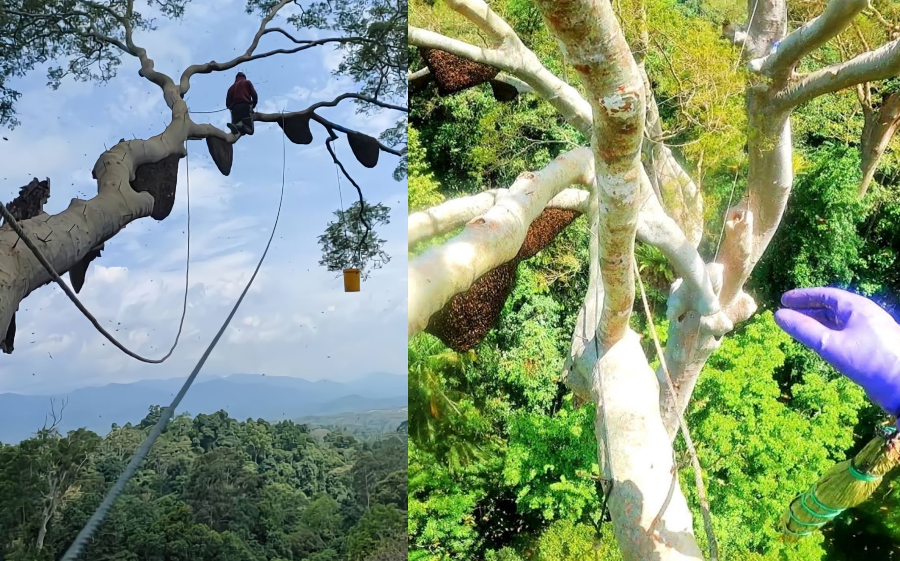 Disengat Puluhan Ribu Lebah Di Atas Pohon Tualang Tinggi Dalam Hutan