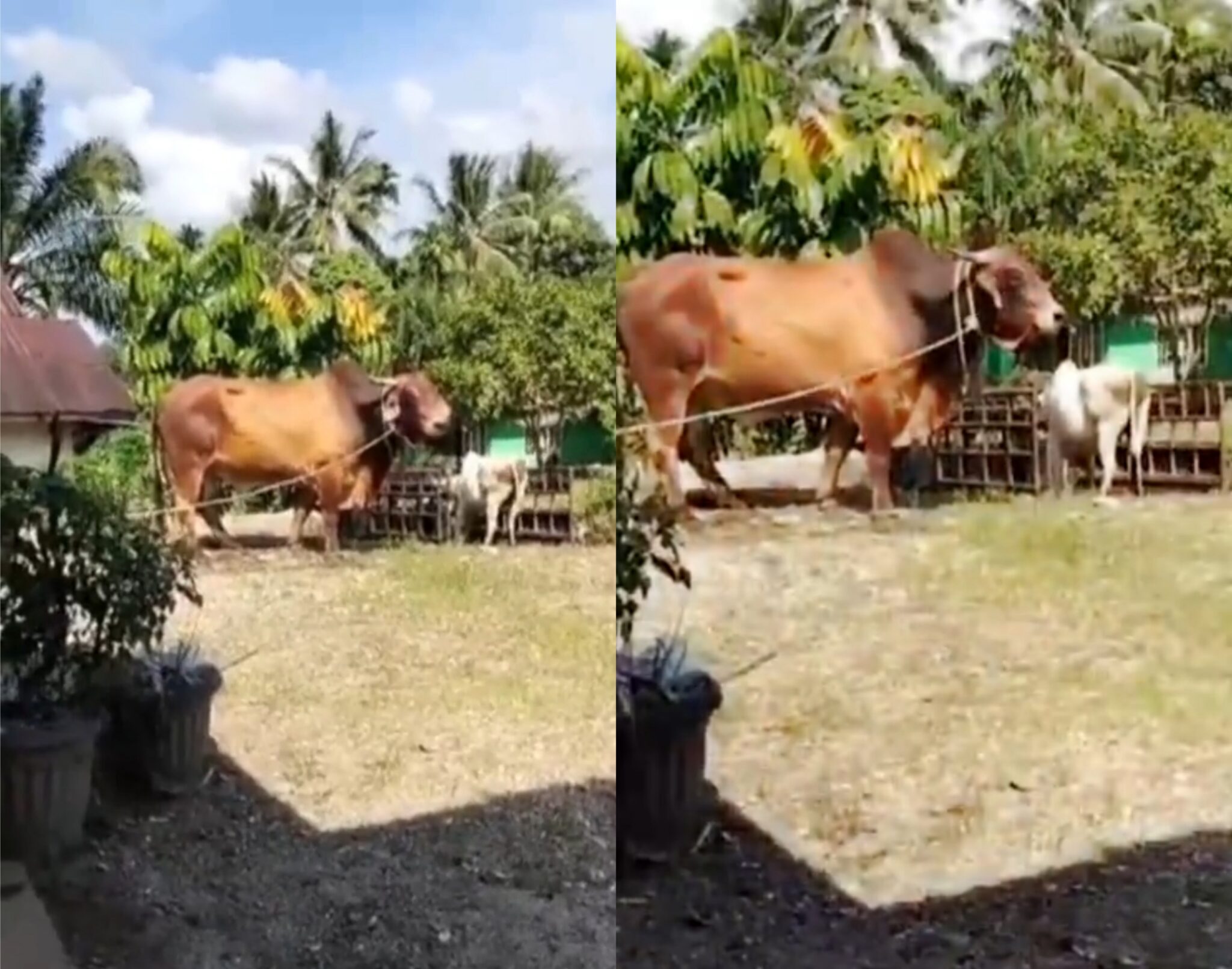 Lembu Korban Bersaiz ‘gergasi Kosmo Digital