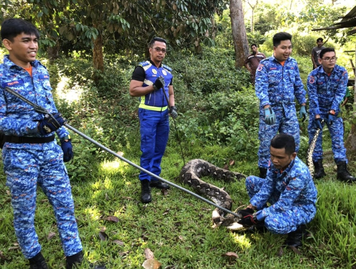 Video Ular Sawa 90 Kg Telan Anak Lembu Baru Lahir Kosmo Digital