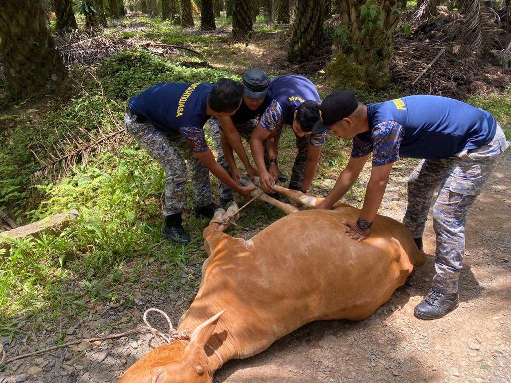 Tiga lembu ditangkap berkeliaran di lokasi kerap kemalangan