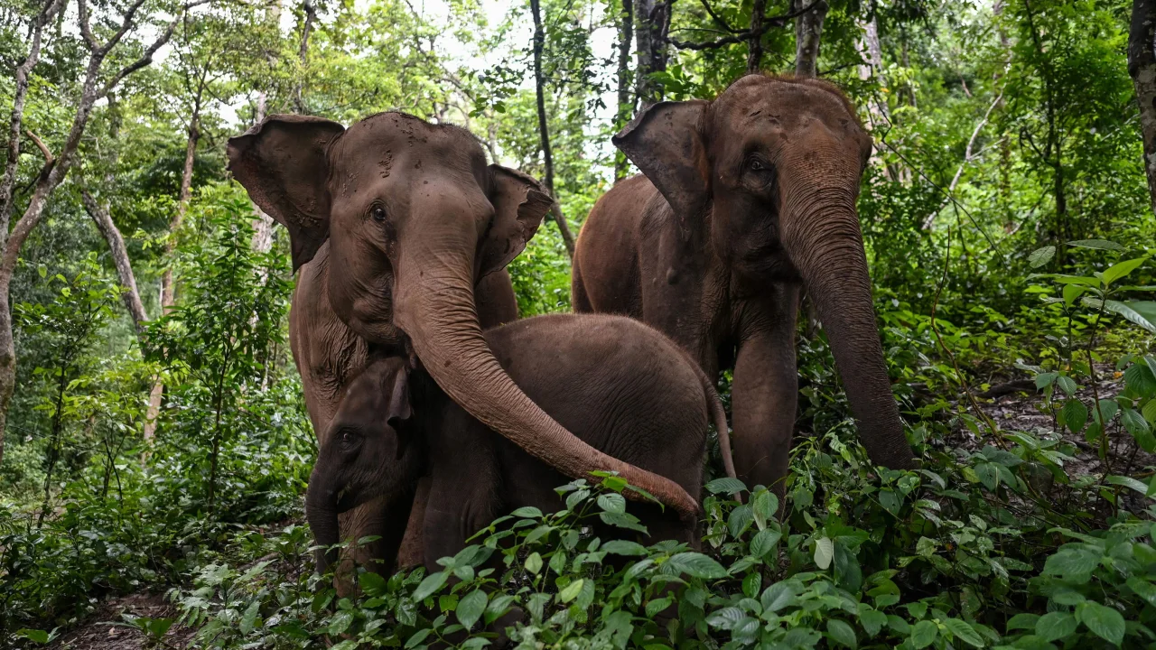 Manusia rampas dua pertiga habitat gajah Asia