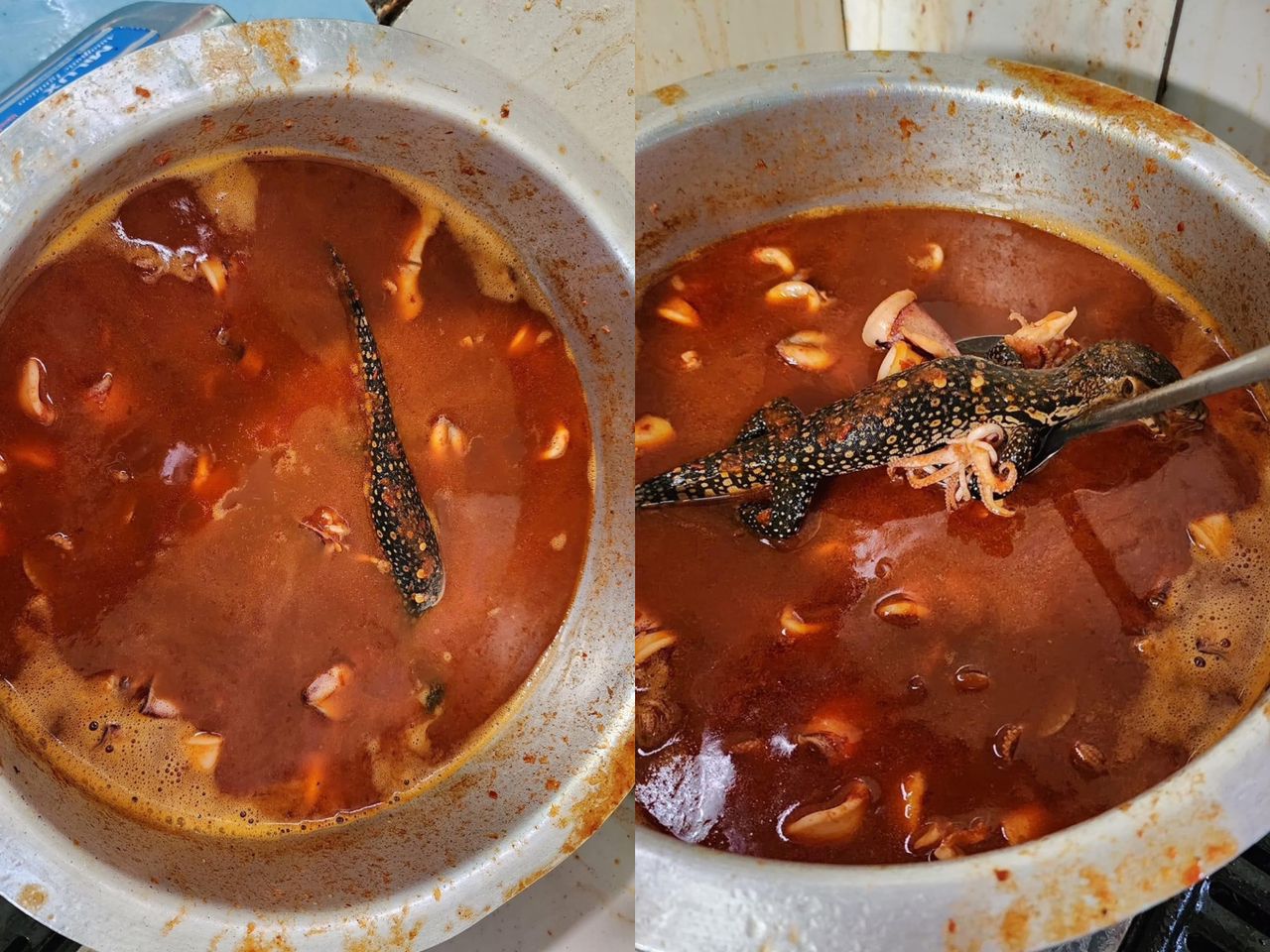 Anak biawak mati, terjun masuk sambal sotong buat hidang raya