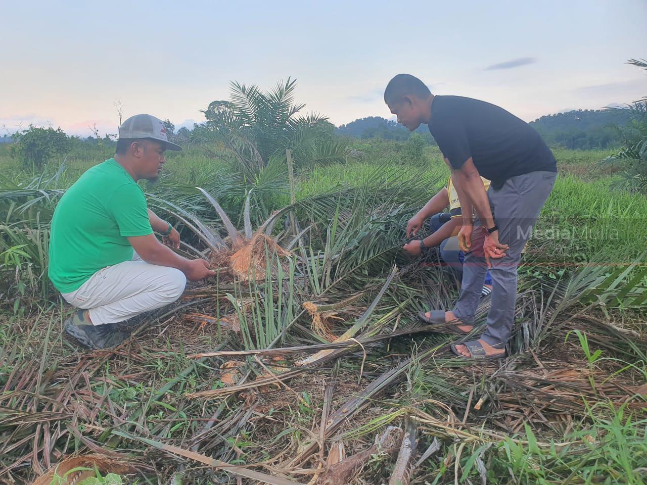 Gajah kepanasan ceroboh ladang cari air, makanan