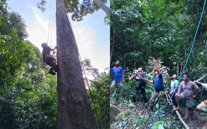 Hussin Leboh maut ketika cari madu di atas pokok tualang