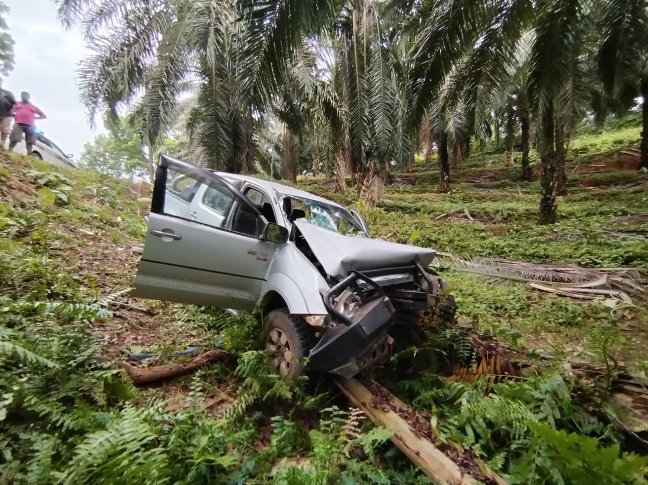 Pengurus ladang maut, trak pikap rempuh pokok kelapa sawit