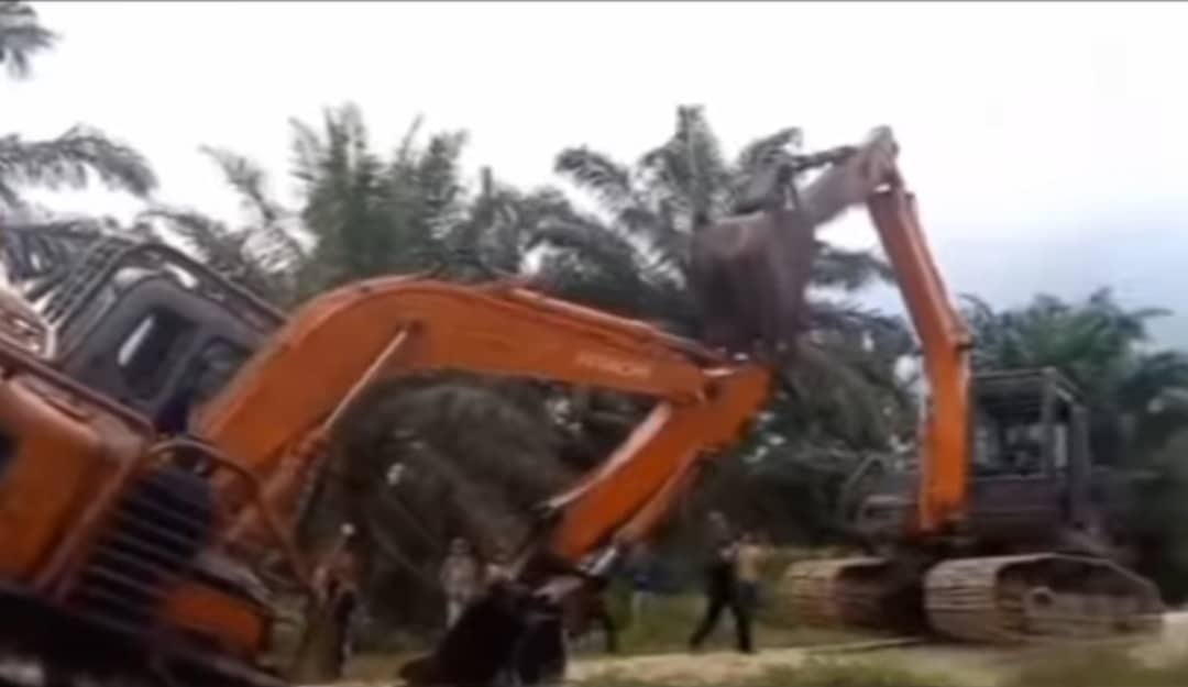 Tiga jengkaut ‘bergaduh’ di kebun sawit