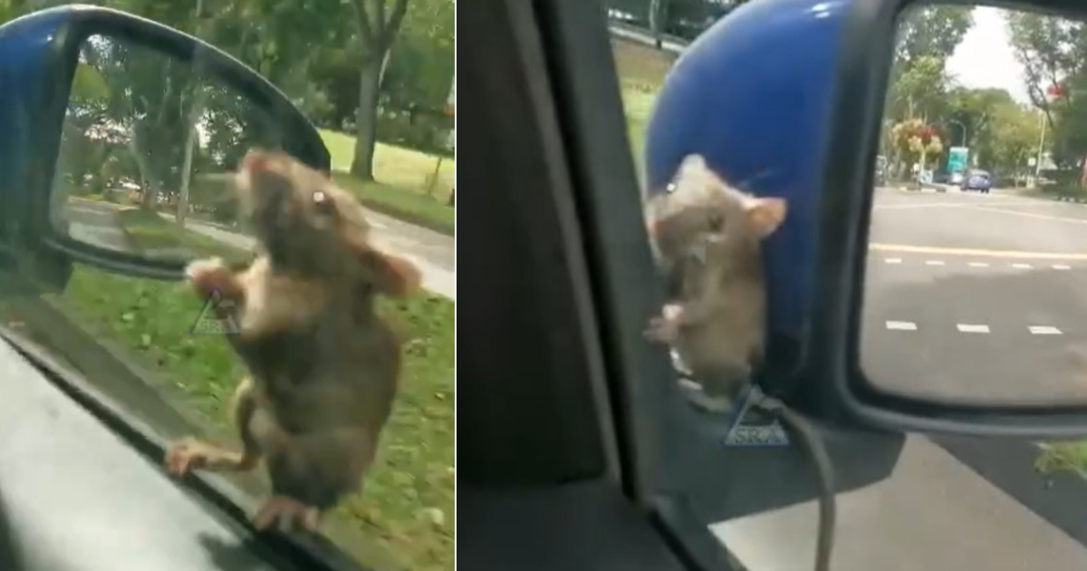 Tikus ‘healing’ panjat tingkap kereta