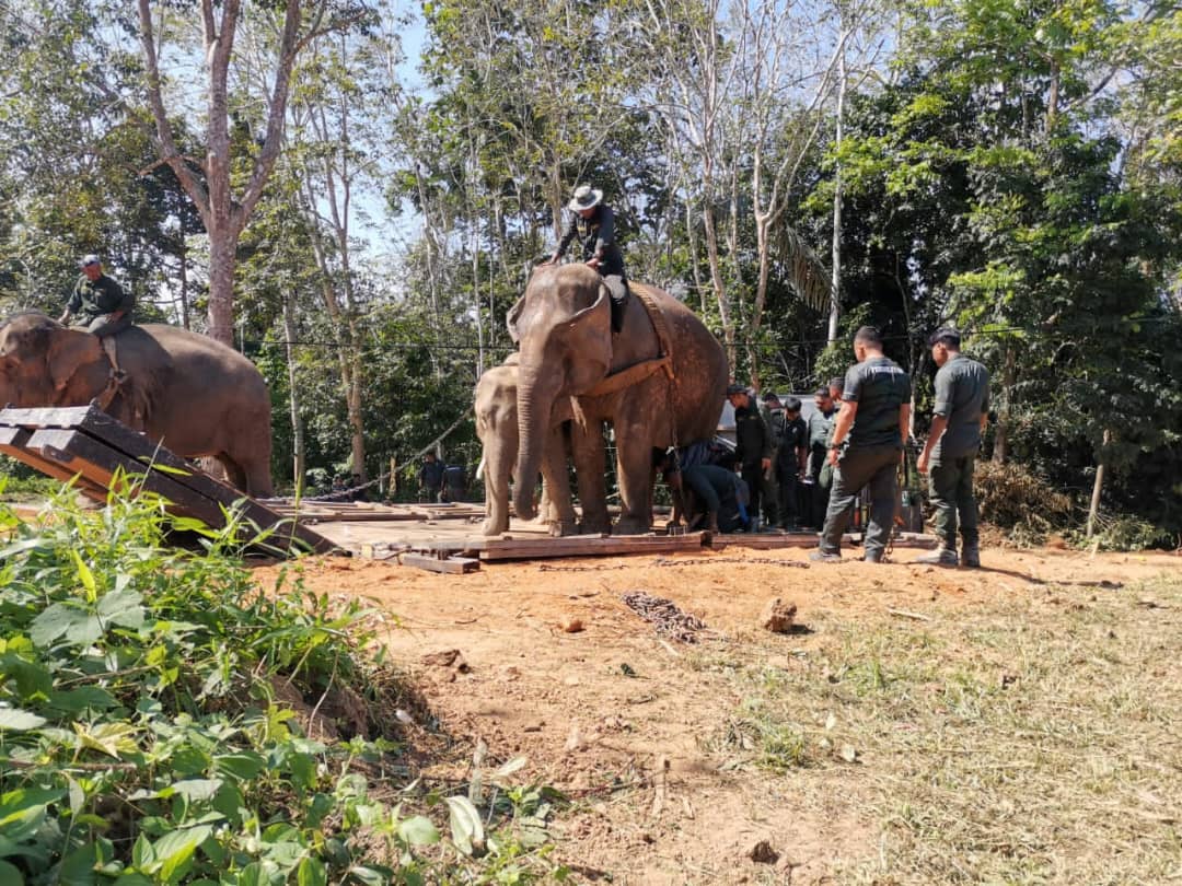 Gajah Abot dan Rambai bawa pindah Cik Melah, Mat Napi