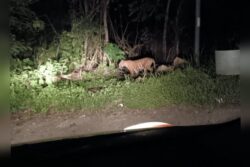 Penduduk bimbang sudah sebulan harimau berlegar di kampung