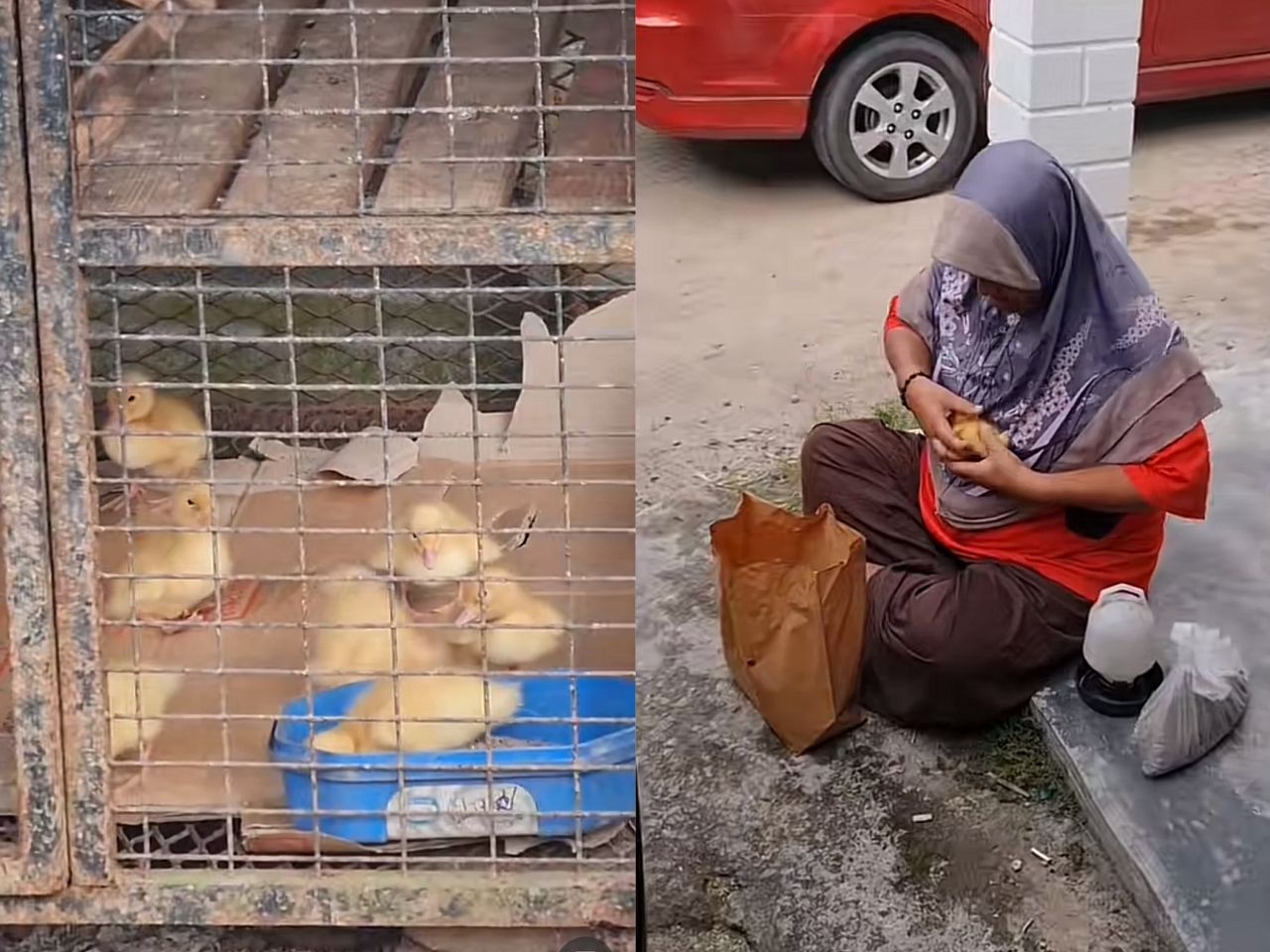 [VIDEO] Wanita teruja ADUN Duyong sudi sumbang anak itik