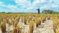 Cuaca panas, kering di Semenanjung, Sabah hingga April