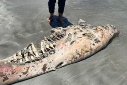 Dugong dewasa ditemui mati terdampar di Tanjung Leman