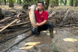 ‘Saya halalkan siapa dah makan, ambil ikan arowana’