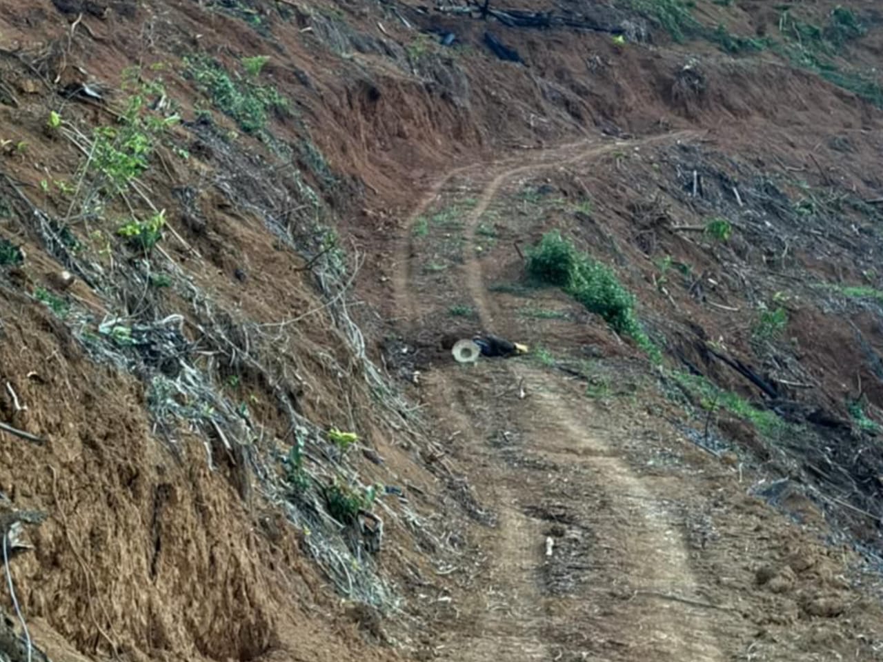 Buruh ladang maut dirodok gading gajah 5