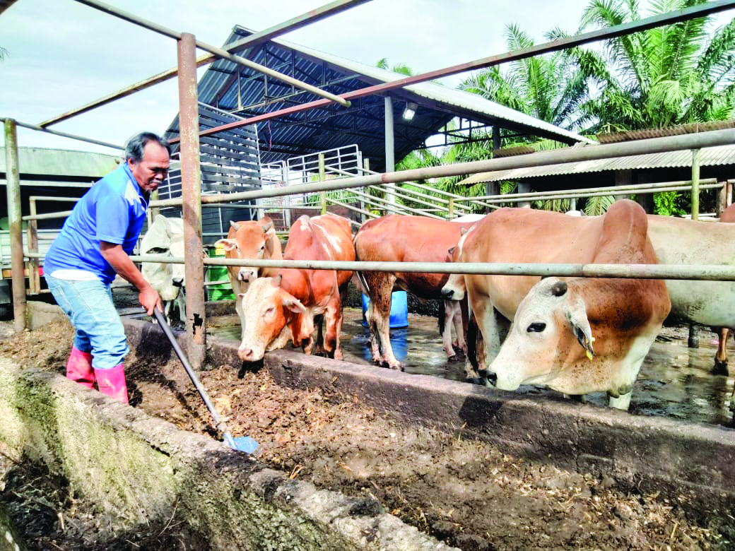 Jualan lembu korban tempatan merudum