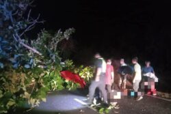 Suami isteri cedera dihempap pokok jati