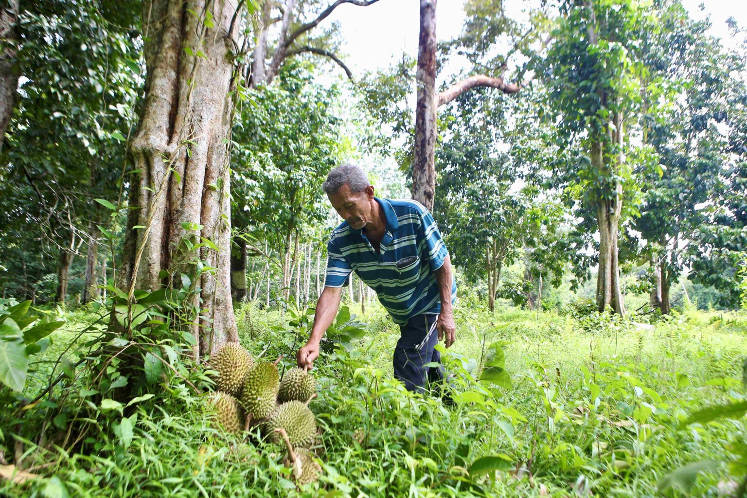 Penangan durian itik 100 tahun - Kosmo Digital