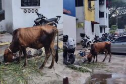 [VIDEO] Lelaki kecewa lembu kurus kering disembelih untuk korban