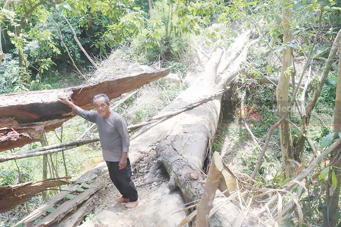 Tiada angin, tiada ribut pokok berusia 500 tahun tumbang