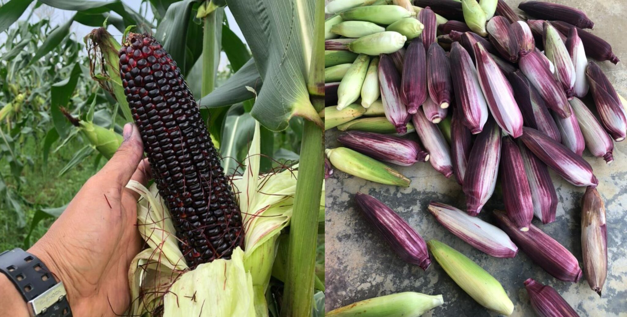 Jagung Rare Warna Ungu Kaya Dengan Khasiat Kosmo Digital