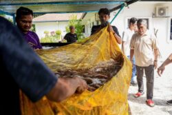 Mat Sabu tuai 40kg tilapia kolam di halaman rumah - Kosmo Digital