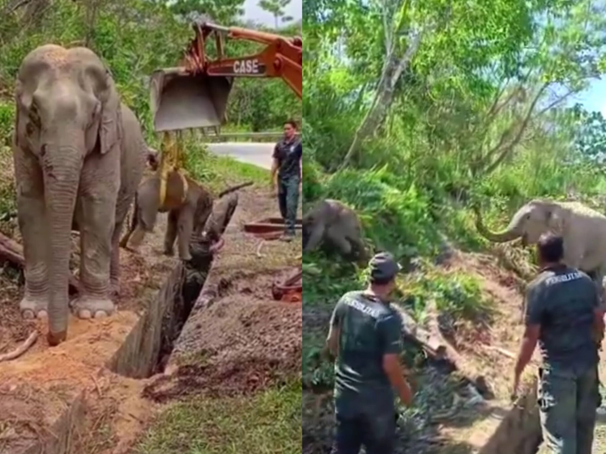 [VIDEO] Gajah 'ucap' terima kasih selamatkan anak - Kosmo Digital