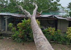 44 kes pokok tumbang akibat ribut di Perlis pagi tadi