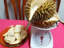 ‘Alang-alang timbang kulit, timbang biji durian sekali’