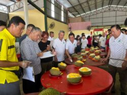 Pekebun musang king bumiputera di Gua Musang masih kurang